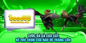 cuoc-da-ga-cua-sat-ke-thu-chon-cua-nao-de-thang-lon