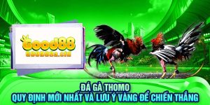 da-ga-thomo-quy-dinh-moi-nhat-va-luu-y-vang-de-chien-thang