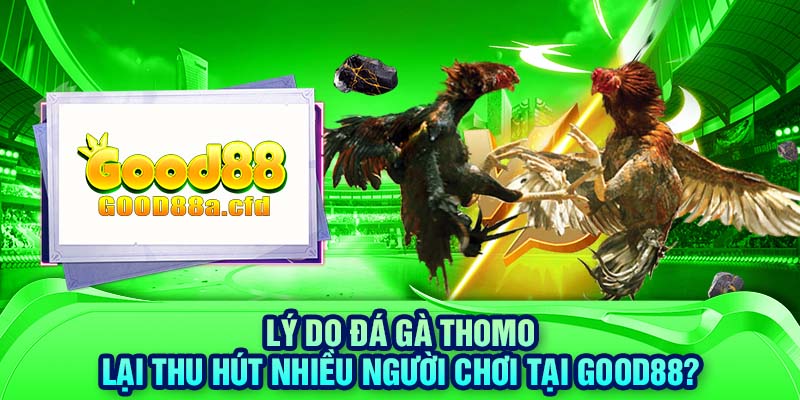 Lý do đá gà Thomo lại thu hút nhiều người chơi tại GOOD88?